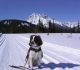 Tessa skiing at Mt Shark
