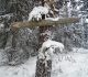 Nipika Mountain Resort