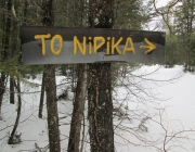 Nipika