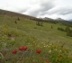 23. Pigeon mountain