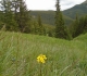 26. Pigeon mountain