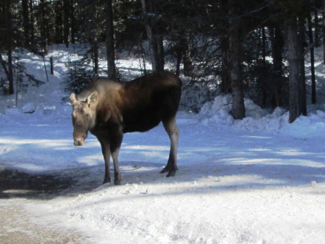 Moose