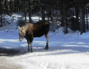 Moose