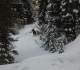 Moose