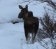 Moose
