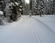 First tracks on Packers