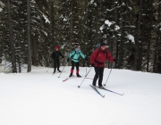Fox creek