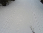 Cat tracks on Pocaterra