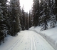 Whiskey Jack