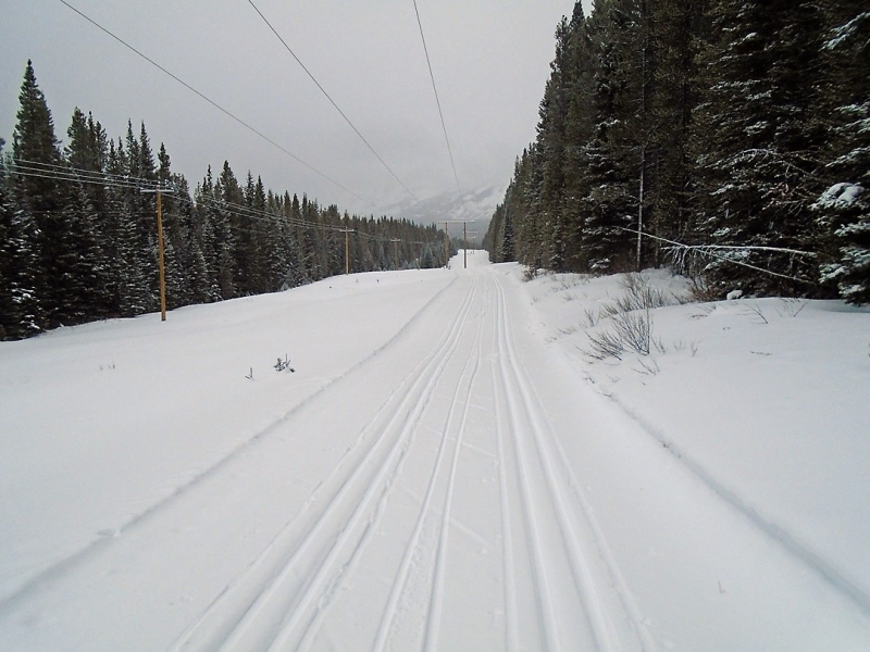 Lodgepole