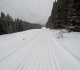 Lodgepole