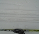 Snow fleas on Whiskey Jack
