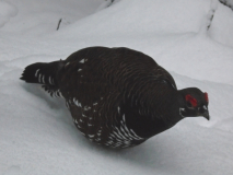 Spruce grouse on Pocaterra