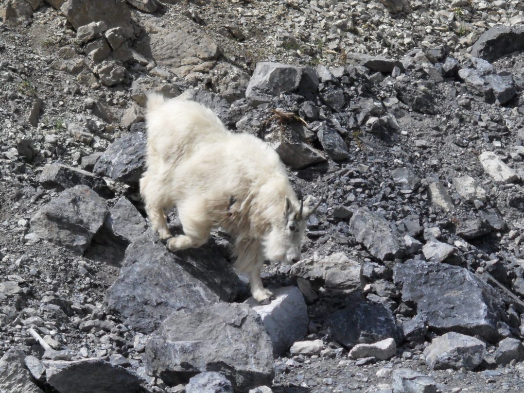 Mountain goat