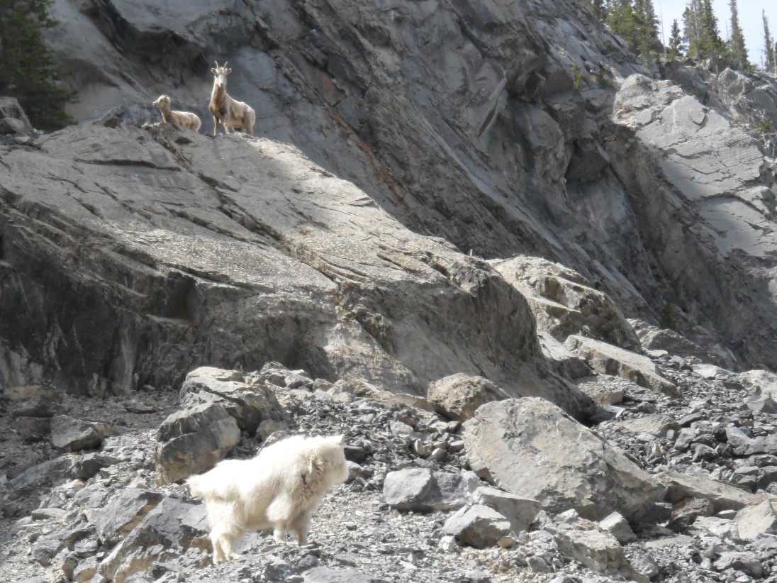 Sheep-watching-goat
