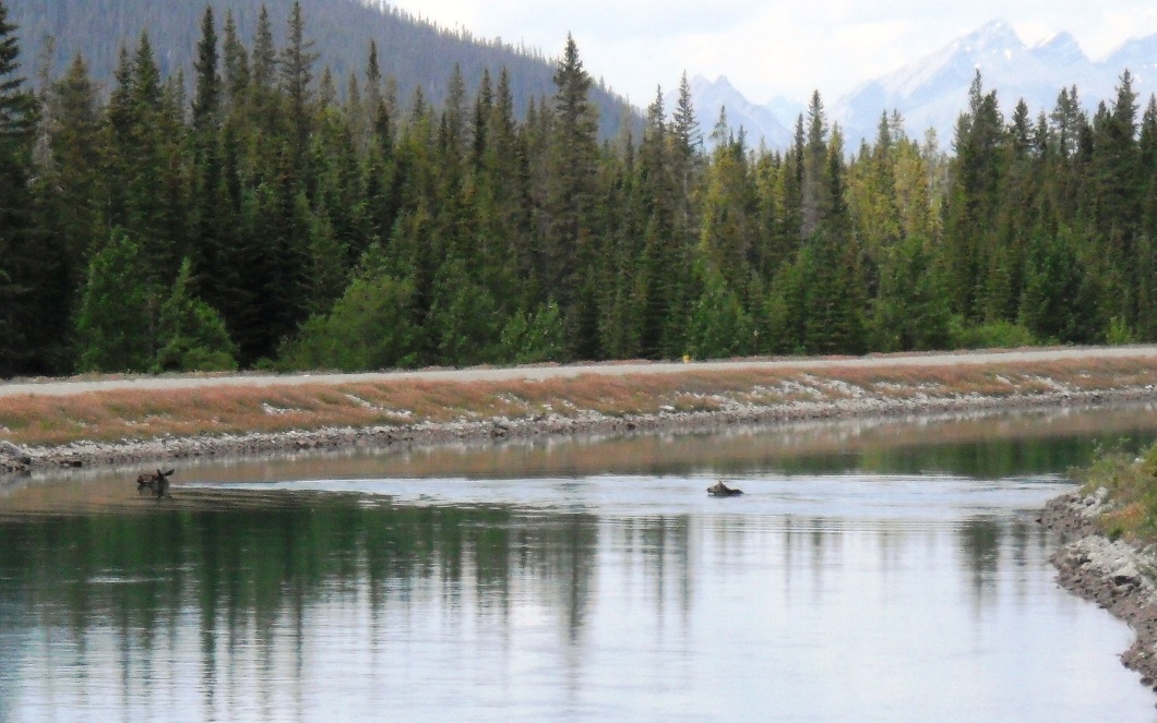 Mama moose followed by her calf