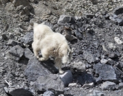 Mountain goat