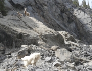 Sheep-watching-goat