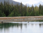 Mama moose followed by her calf