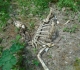 Deer carcass on prairie Creek