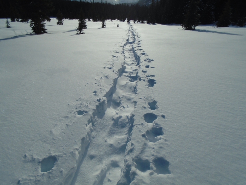 Trail to Shadow Lake
