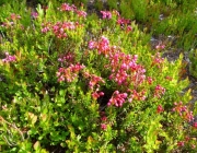 Pink mountain heather was in full bloom