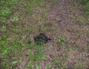 This bear scat appeared to be a couple days old