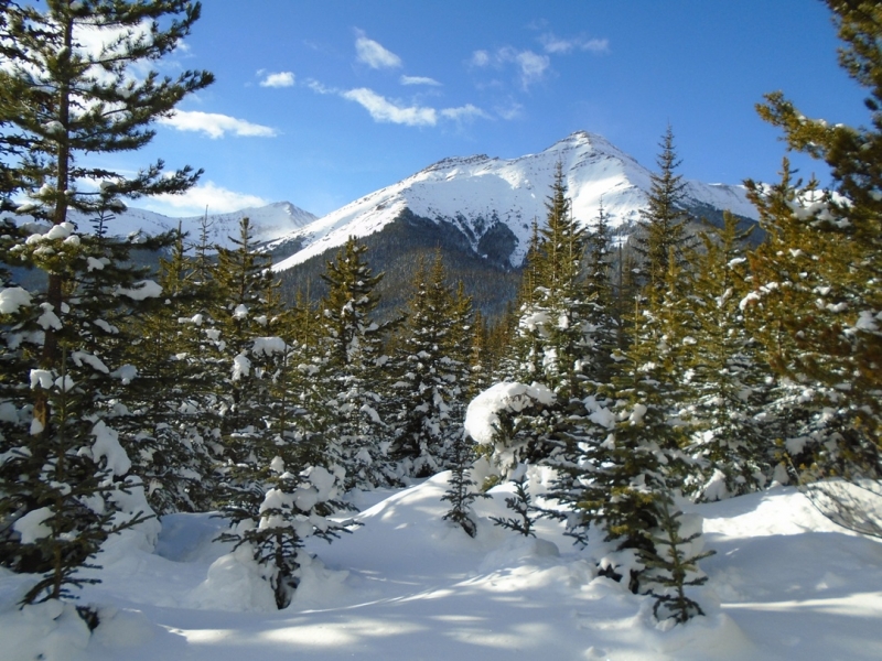 Skogan pass