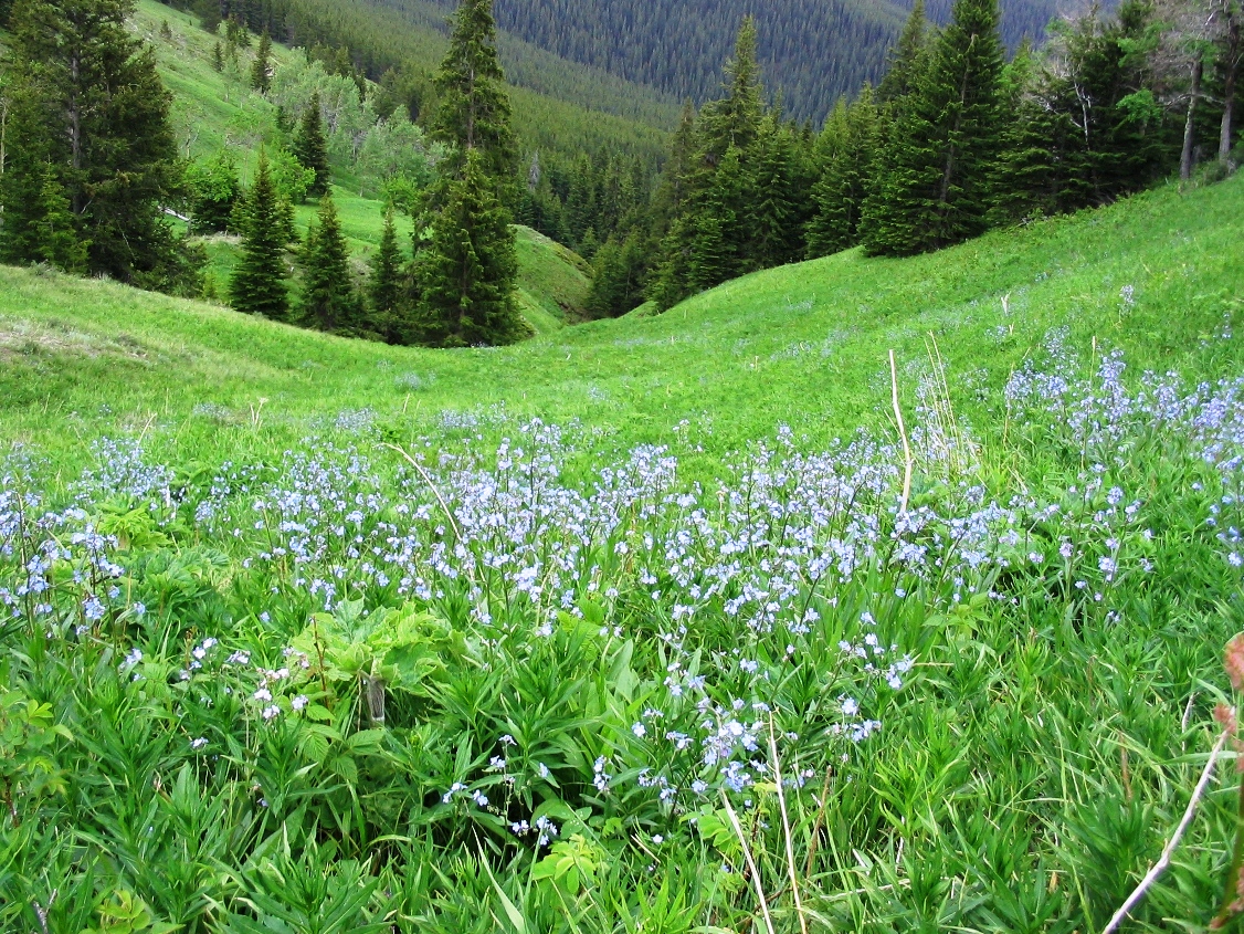 Pigeon Mountain flowers
