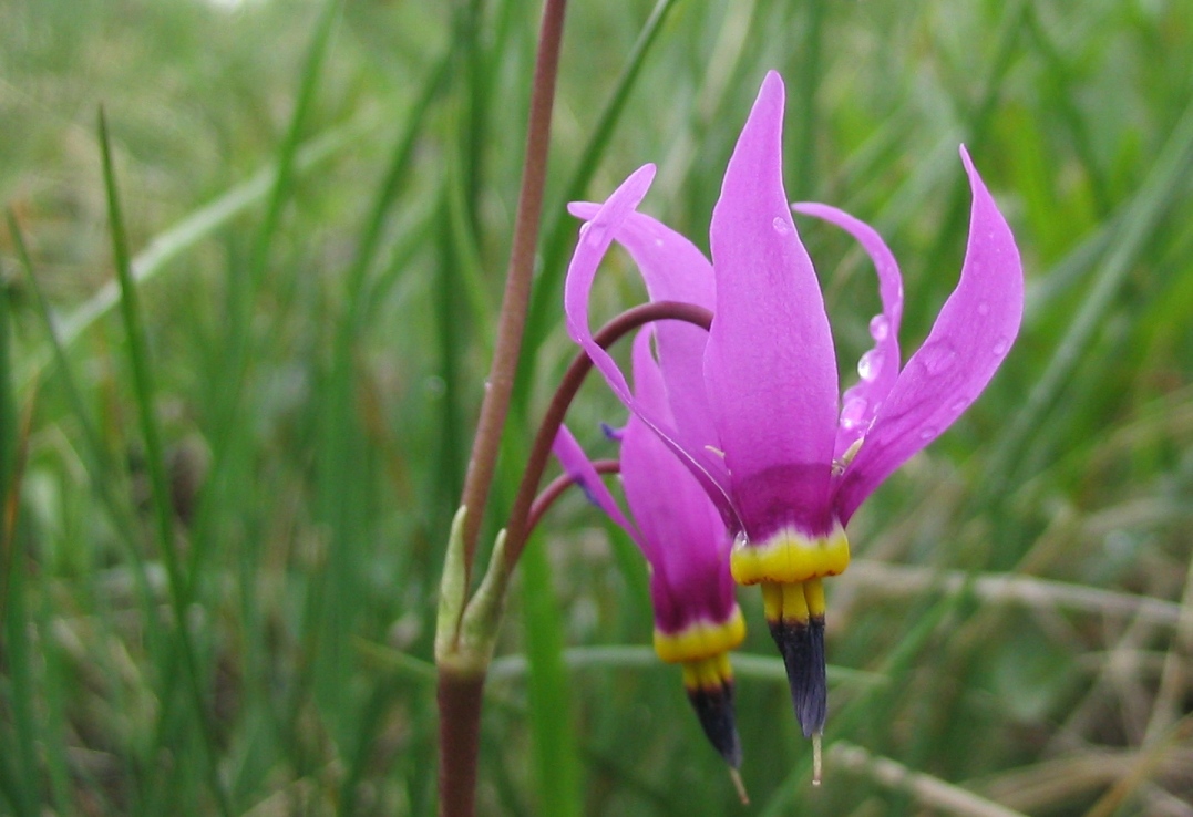 Pigeon Mountain flowers