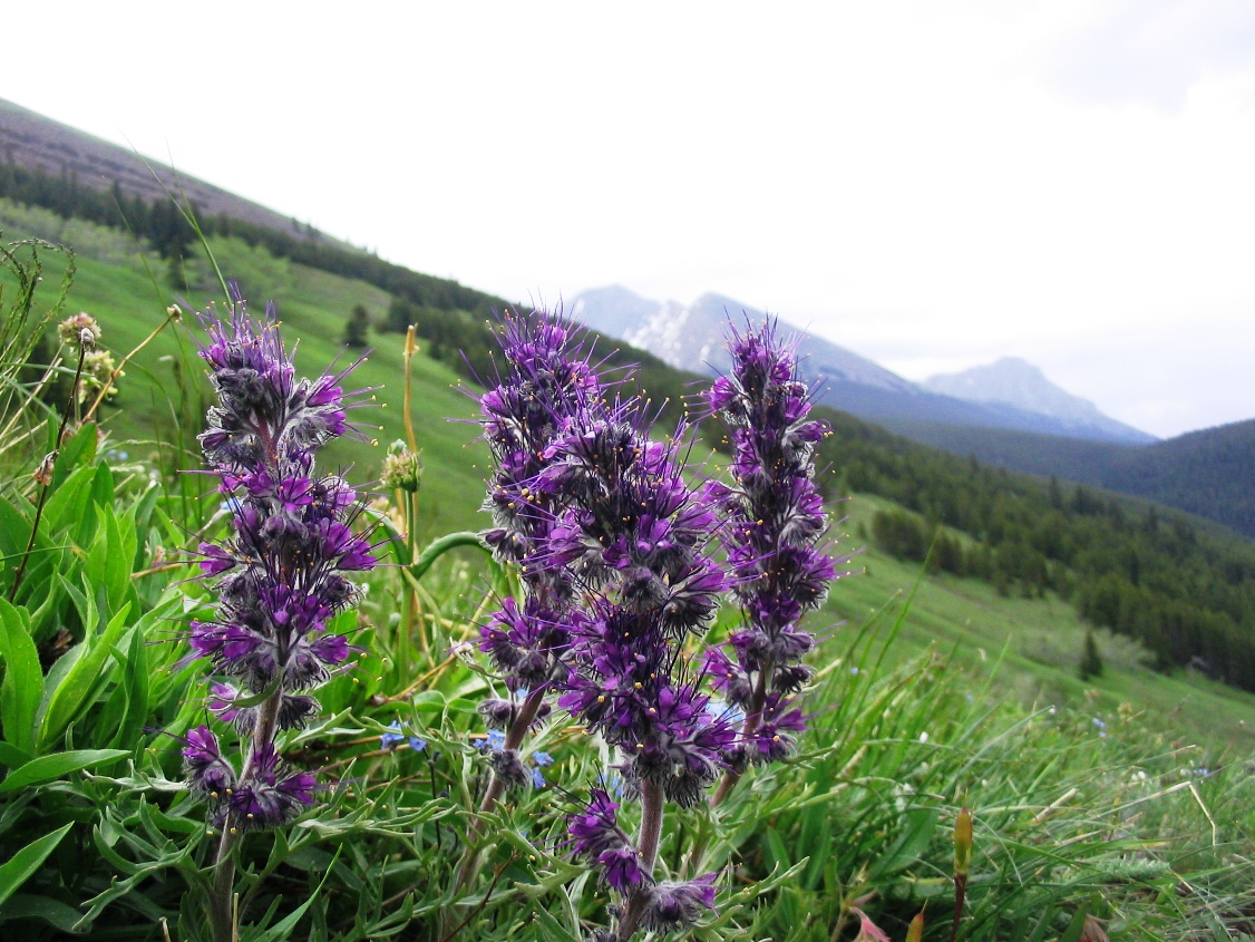 Pigeon Mountain flowers