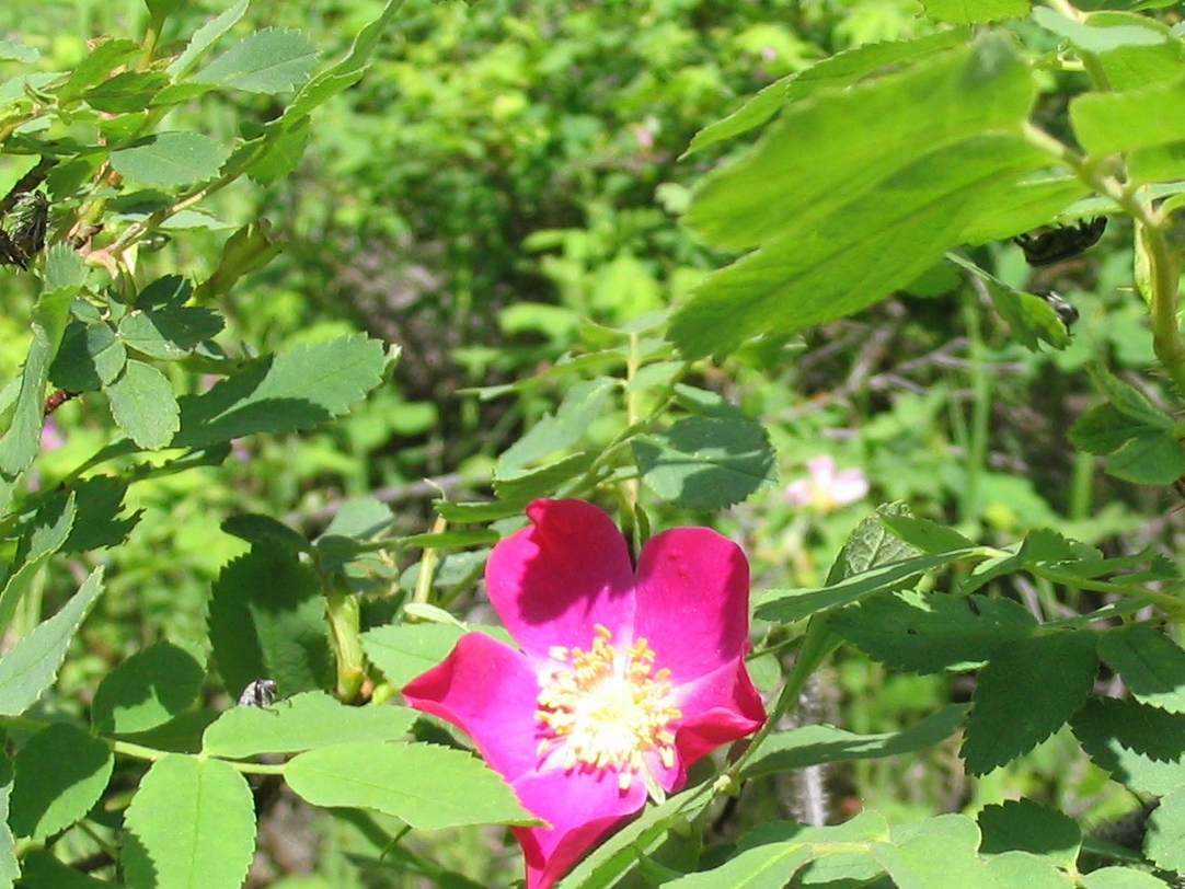 Pigeon Mountain flowers