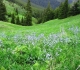 Pigeon Mountain flowers