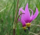 Pigeon Mountain flowers