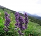 Pigeon Mountain flowers