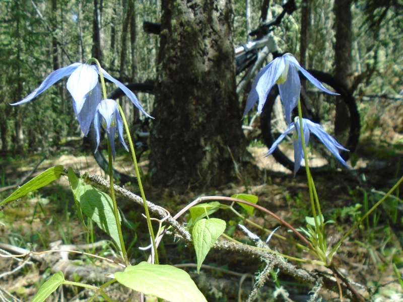 Skogan Pass
