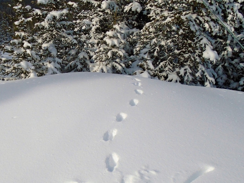 Skogan Pass