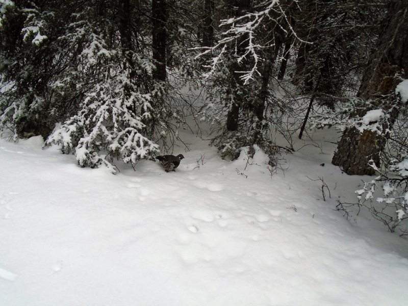 Grouse on Spray River West