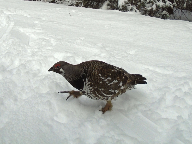 Grouse on Spray River West