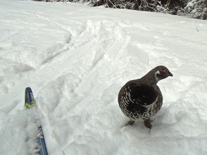 Grouse on Spray River West