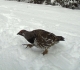 Grouse on Spray River West