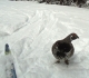 Grouse on Spray River West