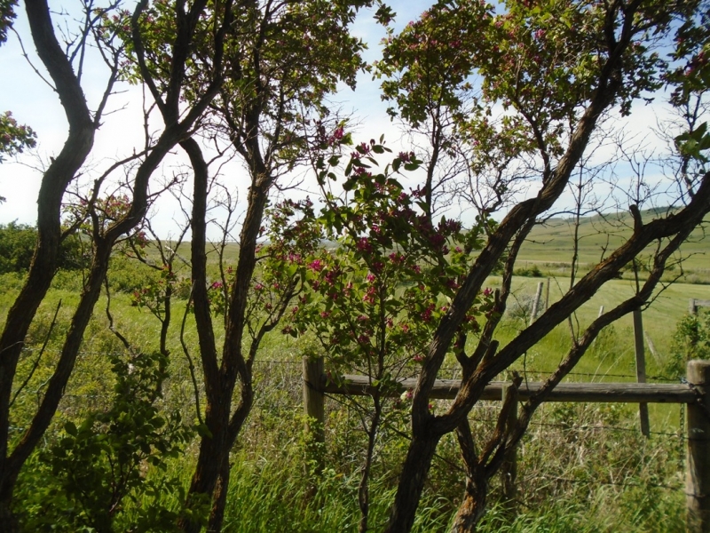 Honeysuckle