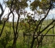 Honeysuckle