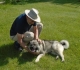 Sage the dog