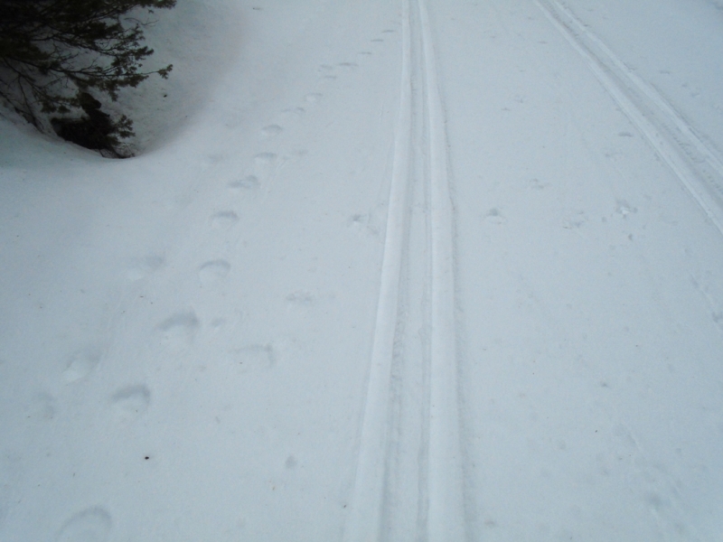 Wolverine tracks on Pocaterra