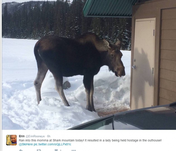 Moose at Mt Shark