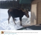 Moose at Mt Shark