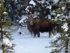 This moose was watching skiers on Tyrwhitt