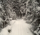 Fox Creek